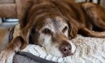 Atención al sedentarismo de las mascotas: no sólo puede deberse a que se ponen grandes