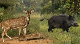 De la carne de burro a la de ciervo y chancho salvaje: buscan transformar especies invasoras en alimento