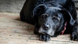 La dieta y el ejercicio garantizan una vejez saludable y digna en razas pequeñas y gigantes.