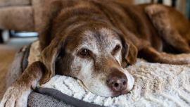 Los perros de razas grandes requieren una atención especial en su salud articular debido al peso que soportan sus extremidades