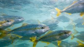 El éxito alcanzado representa un verdadero “salto de escala” tecnológico. Gracias a este nuevo enfoque, se logró producir juveniles de altísima calidad, destinados tanto a la formación de planteles reproductores como a futuras pruebas de engorde.