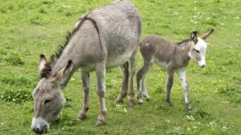 Furor por la carne de burro en el interior: “En el 90% de los casos la aceptación ha sido muy buena”