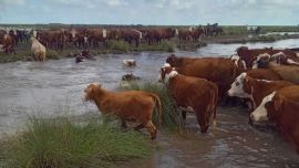 "Es alarmante": más de un millón de hectáreas afectadas y animales muertos por inundaciones en Santa Fe