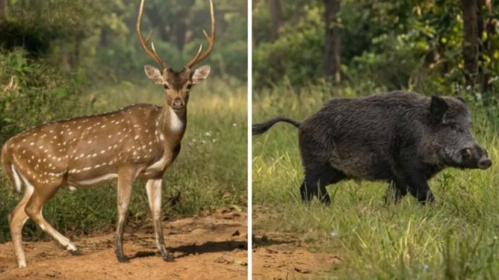 De la carne de burro a la de ciervo y chancho salvaje: buscan transformar especies invasoras en alimento