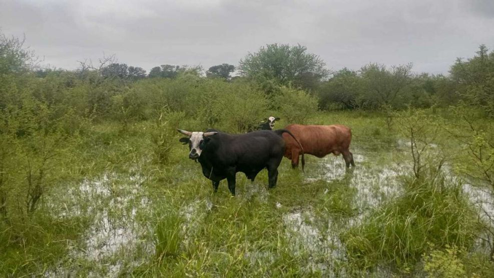 Inundaciones en Vera, Santa Fe 21042026
