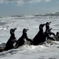 Después de meses de rehabilitación en el Centro de Rescate de la Fundación Mundo Marino, volvieron juntos al océano en San Clemente del Tuyú.