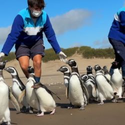Los pingüinos magallánicos son una especie gregaria que vive y migra en colonias de decenas de miles de individuos