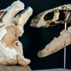 Reconstrucción en vida del Paleoteius