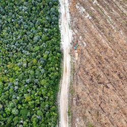 Esta fotografía muestra árboles nativos del bosque y terrenos deforestados y preparados para plantaciones industriales en Lahei Mangkutup, regencia de Kapuas, en la provincia de Kalimantan Central, Indonesia. Una investigación realizada por AFP y The Gecko Project ha revelado que vastas extensiones de la selva tropical indonesia, hogar de orangutanes en peligro de extinción, han sido taladas para dar paso a plantaciones que abastecen a un fabricante de envases "neutros en carbono". | Foto:SATYA ADHI / AFP