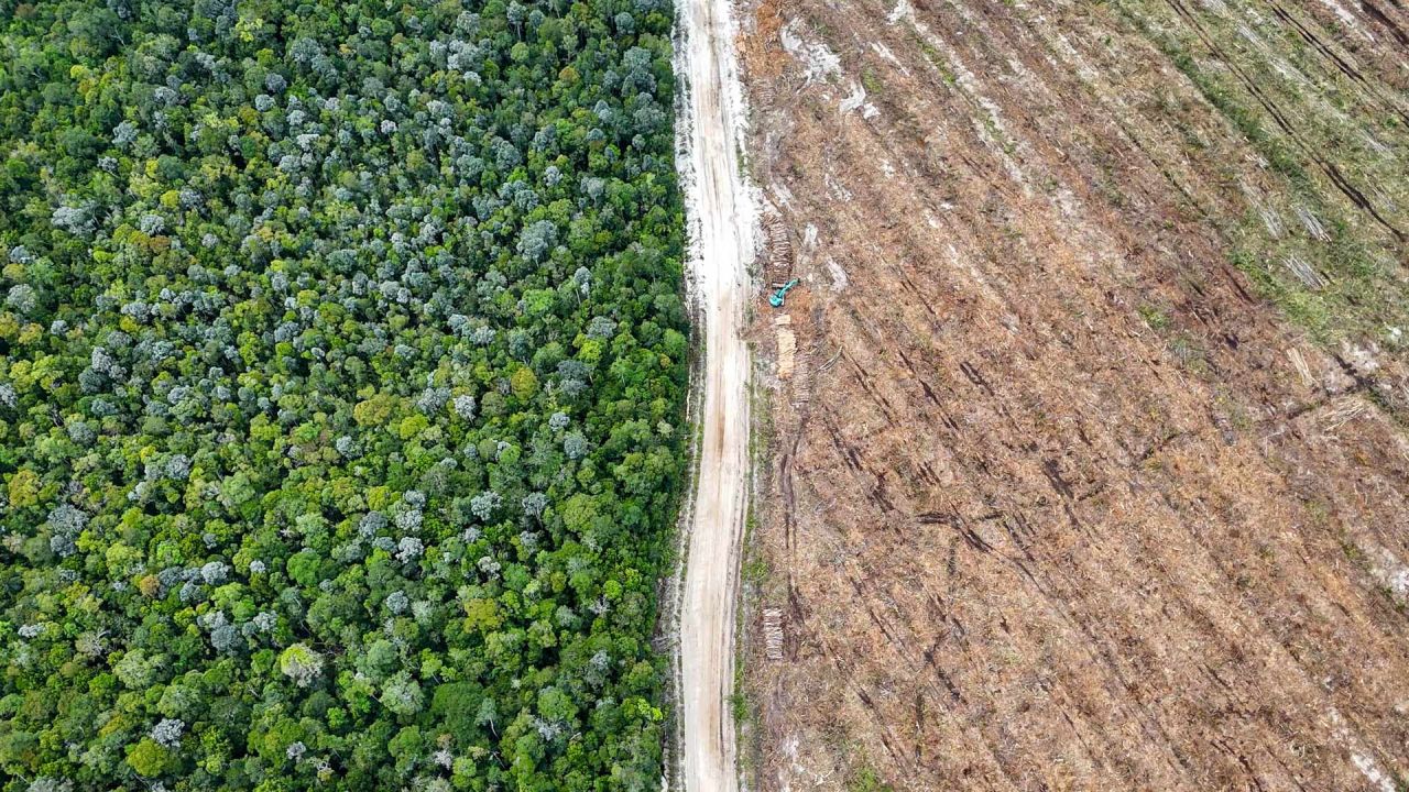 Esta fotografía muestra árboles nativos del bosque y terrenos deforestados y preparados para plantaciones industriales en Lahei Mangkutup, regencia de Kapuas, en la provincia de Kalimantan Central, Indonesia. Una investigación realizada por AFP y The Gecko Project ha revelado que vastas extensiones de la selva tropical indonesia, hogar de orangutanes en peligro de extinción, han sido taladas para dar paso a plantaciones que abastecen a un fabricante de envases "neutros en carbono". | Foto:SATYA ADHI / AFP