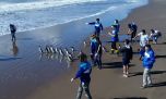 15 pingüinos regresaron al mar en la costa bonaerense, tras meses de rehabilitación