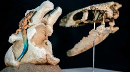 Lagarto terrestre CONICET 22042026