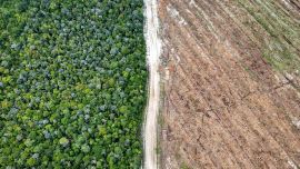 Esta fotografía muestra árboles nativos del bosque y terrenos deforestados y preparados para plantaciones industriales en Lahei Mangkutup, regencia de Kapuas, en la provincia de Kalimantan Central, Indonesia. Una investigación realizada por AFP y The Gecko Project ha revelado que vastas extensiones de la selva tropical indonesia, hogar de orangutanes en peligro de extinción, han sido taladas para dar paso a plantaciones que abastecen a un fabricante de envases "neutros en carbono".