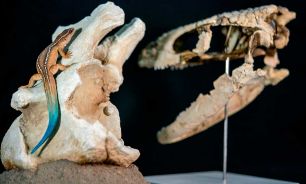 Lagarto terrestre CONICET 22042026