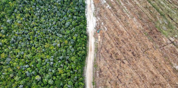Esta fotografía muestra árboles nativos del bosque y terrenos deforestados y preparados para plantaciones industriales en Lahei Mangkutup, regencia de Kapuas, en la provincia de Kalimantan Central, Indonesia. Una investigación realizada por AFP y The Gecko Project ha revelado que vastas extensiones de la selva tropical indonesia, hogar de orangutanes en peligro de extinción, han sido taladas para dar paso a plantaciones que abastecen a un fabricante de envases "neutros en carbono".