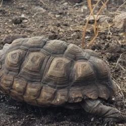 Tortuga terrestre argentina con evidencia de mordidas de perros por cautiverio inapropiado 