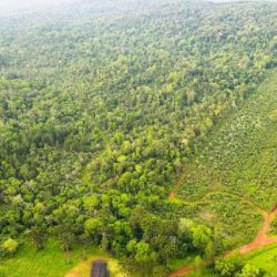 El proyecto se enfoca en proteger bosques nativos que aún conservan su estructura, pero que se encuentran en un proceso activo de degradación
