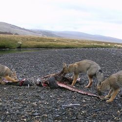 El avance del puma en la Patagonia, sumado a la abundancia de salmones, genera un escenario ideal para este comportamiento. Según los científicos, la falta de competencia con otros grandes depredadores y el crecimiento poblacional del felino favorecen la aparición de estrategias de caza poco habituales.