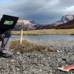 El avance del puma en la Patagonia, sumado a la abundancia de salmones, genera un escenario ideal para este comportamiento. Según los científicos, la falta de competencia con otros grandes depredadores y el crecimiento poblacional del felino favorecen la aparición de estrategias de caza poco habituales.