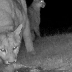 El avance del puma en la Patagonia, sumado a la abundancia de salmones, genera un escenario ideal para este comportamiento. Según los científicos, la falta de competencia con otros grandes depredadores y el crecimiento poblacional del felino favorecen la aparición de estrategias de caza poco habituales.