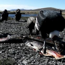 El avance del puma en la Patagonia, sumado a la abundancia de salmones, genera un escenario ideal para este comportamiento. Según los científicos, la falta de competencia con otros grandes depredadores y el crecimiento poblacional del felino favorecen la aparición de estrategias de caza poco habituales.