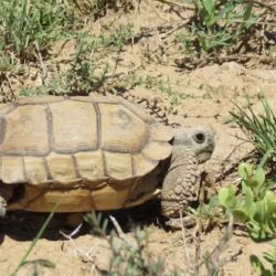 La tortuga terrestre argentina se encuentra en estado crítico de extinción.