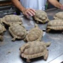 Esta iniciativa cuenta con el apoyo internacional de la Fundación Franz Weber.