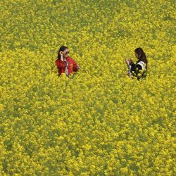 Imagen de turistas tomando fotografías en un campo de flores de colza, en el poblado de Bocheng del distrito de Neihuang, en la ciudad de Anyang de la provincia de Henan, en el centro de China. | Foto:Xinhua/Liu Xiaokun