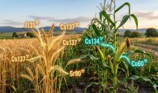 Trigo y maiz cultivado en la zona de exclusión de Chernobyl 20260422