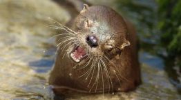 Reapareció la nutria más chica del mundo tras 7 años