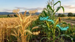 Trigo y maiz cultivado en la zona de exclusión de Chernobyl 20260422