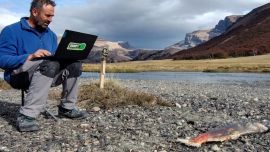 El Chinook cambia las reglas: pumas cazan en ríos y revolucionan la fauna patagónica