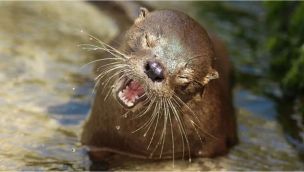 Reapareció la nutria más chica del mundo tras 7 años