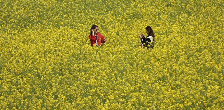 Imagen de turistas tomando fotografías en un campo de flores de colza, en el poblado de Bocheng del distrito de Neihuang, en la ciudad de Anyang de la provincia de Henan, en el centro de China.