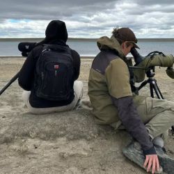 El chorlito ceniciento suele nidificar al margen de las lagunas