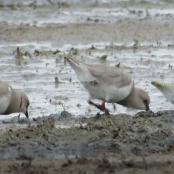 El chorlito ceniciento se encuentra en peligro de extinción.