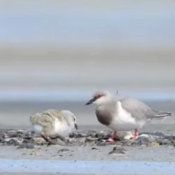El programa busca armonizar las actividades productivas con la conservación de la biodiversidad en la estepa patagónica austral.