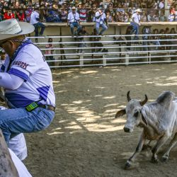 Esta foto muestra a un funcionario intentando esquivar una vaca durante el Festival de Rodeo en la provincia de Masbate, Filipinas. Si bien las provincias más grandes cuentan con mayor cantidad de ganado, el rodeo de Masbate, que comenzó en 1993 con el objetivo de impulsar el turismo, se ha convertido en sinónimo de esta provincia insular de menos de un millón de habitantes. | Foto:JAM STA ROSA / AFP