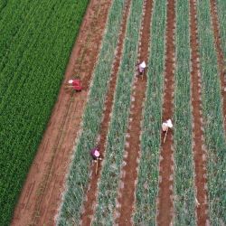 Vista aérea tomada con un dron de agricultores desyerbando campos de semillas de cebolla, en el poblado de Baixiang, en Qinyang, en la provincia de Henan, en el centro de China. Se conmemora el Guyu, o Lluvia de Granos, el sexto de los 24 términos solares tradicionales chinos, lo que significa el inicio de la temporada de lluvias, un momento favorable para la siembra y el crecimiento de los cultivos. | Foto:Xinhua/Yang Fan