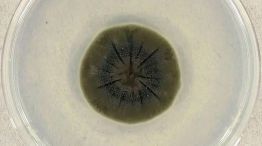 Ladosporium Sphaerospermum: Hongo negro de Chernobyl 24042026