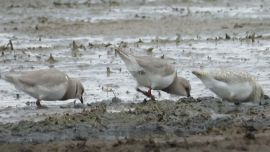 ¿En qué consiste el modelo de convivencia que busca proteger a una de las aves más frágiles de la Argentina?