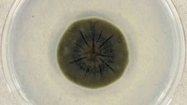 Qué es “la pata de elefante” de Chernobyl