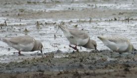 2404_chorlito ceniciento