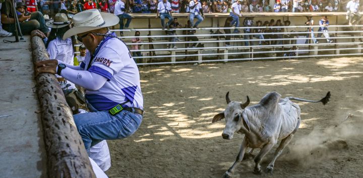 Esta foto muestra a un funcionario intentando esquivar una vaca durante el Festival de Rodeo en la provincia de Masbate, Filipinas. Si bien las provincias más grandes cuentan con mayor cantidad de ganado, el rodeo de Masbate, que comenzó en 1993 con el objetivo de impulsar el turismo, se ha convertido en sinónimo de esta provincia insular de menos de un millón de habitantes.
