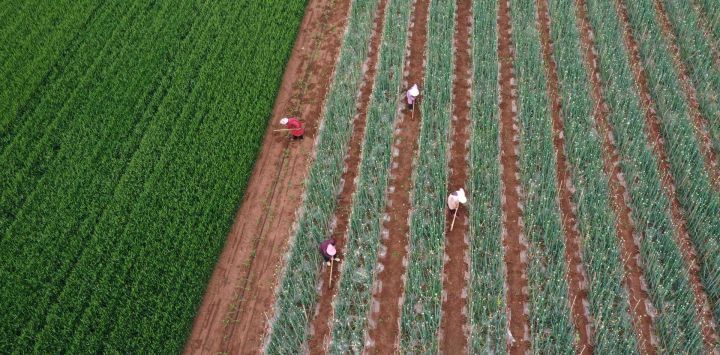 Vista aérea tomada con un dron de agricultores desyerbando campos de semillas de cebolla, en el poblado de Baixiang, en Qinyang, en la provincia de Henan, en el centro de China. Se conmemora el Guyu, o Lluvia de Granos, el sexto de los 24 términos solares tradicionales chinos, lo que significa el inicio de la temporada de lluvias, un momento favorable para la siembra y el crecimiento de los cultivos.
