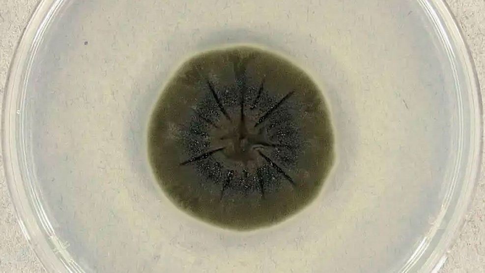 Ladosporium Sphaerospermum: Hongo negro de Chernobyl 24042026