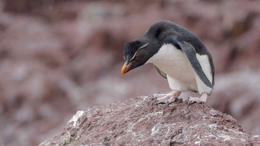 Pinguinos_arg