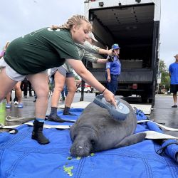 Un manatí fue rescatado y devuelto al mar en Sea World.