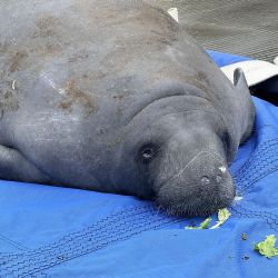 Un manatí fue rescatado y devuelto al mar en Sea World.