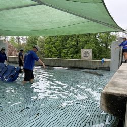 Un manatí fue rescatado y devuelto al mar en Sea World.
